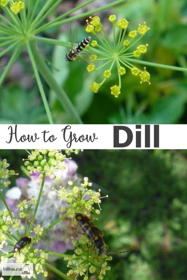 How to Grow Dill