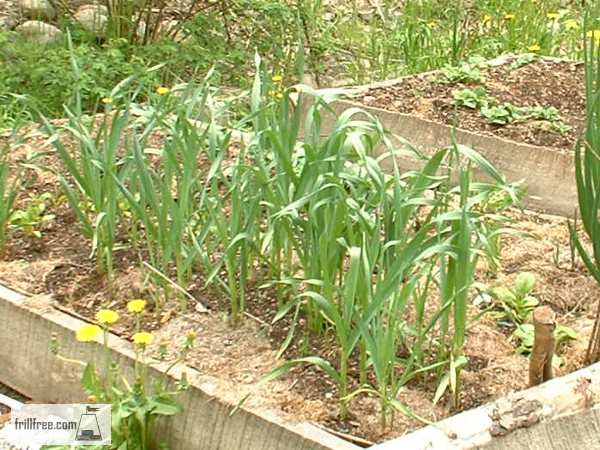 Spring is when garlic puts on the most growth...