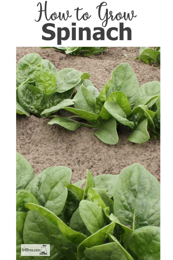 How to Grow Spinach