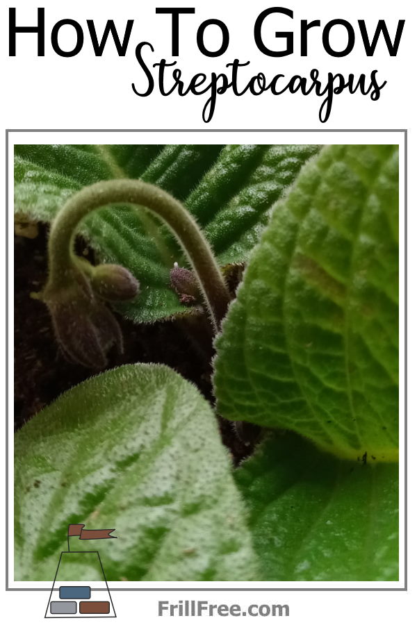 how-to-grow-streptocarpus-600x900.jpg