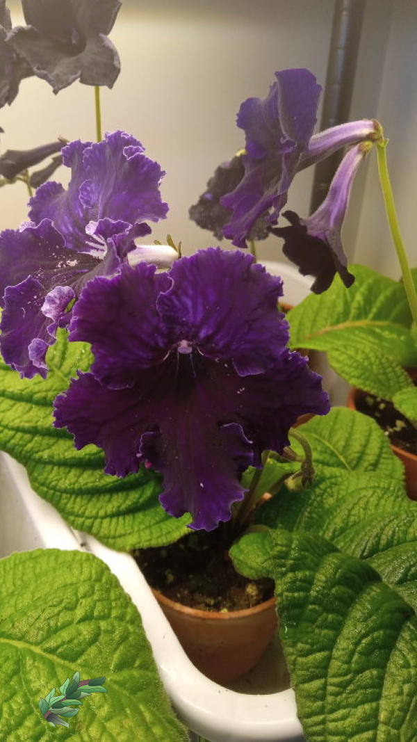 how-to-grow-streptocarpus-in-bussing-tubs600x1000.jpg