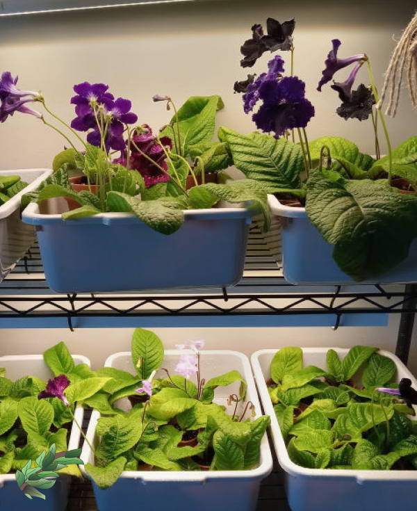 how-to-grow-streptocarpus-under-lights600x730.jpg