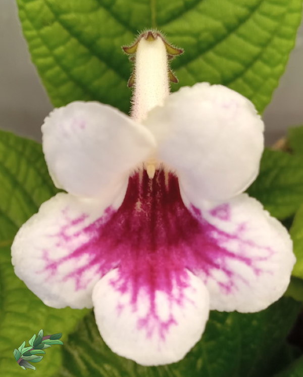 how-to-grow-streptocarpus-white-flower-red-bee-guides600x746.jpg