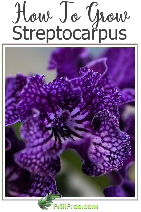 how-to-grow-streptocarpus600x900.jpg how-to-grow-streptocarpus600x900.jpg