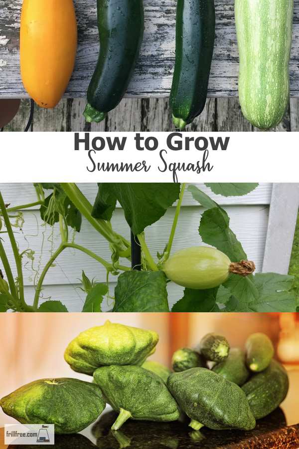 How to Grow Summer Squash