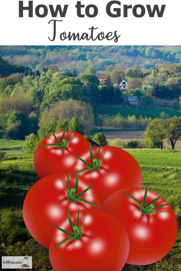 How to Grow Tomatoes