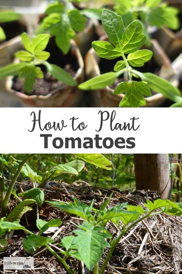 How to Plant Tomatoes