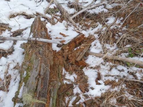 Hugelkultur - rotted punky logs
