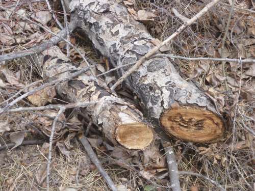 Hugelkultur - start with big logs