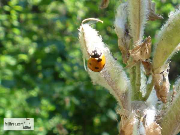 Lady Bug