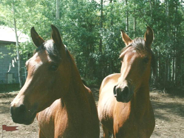 Lovely Arab Fillies