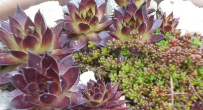 Living roof plants are tough and versatile; after all, they evolved in challenging conditions like mountain peaks