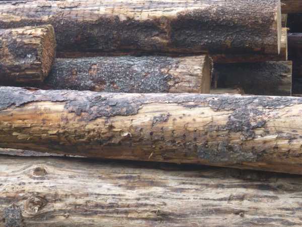 Decked logs - these are cut by a feller buncher machine