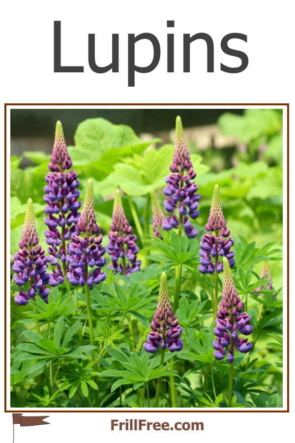 Lupins; beauty and practicality