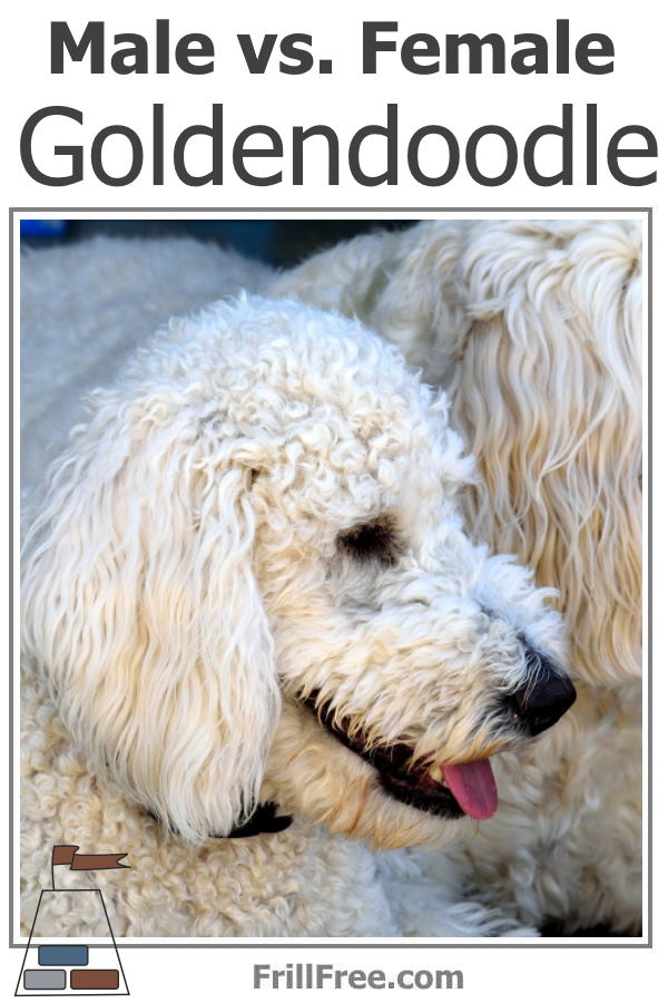 Male vs. Female Goldendoodle