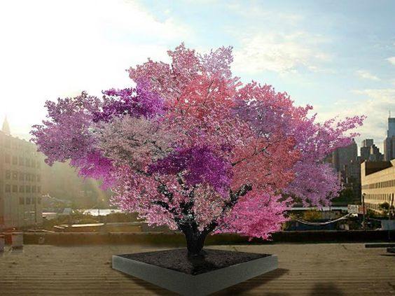 Multiple varieties of fruit, all on one tree