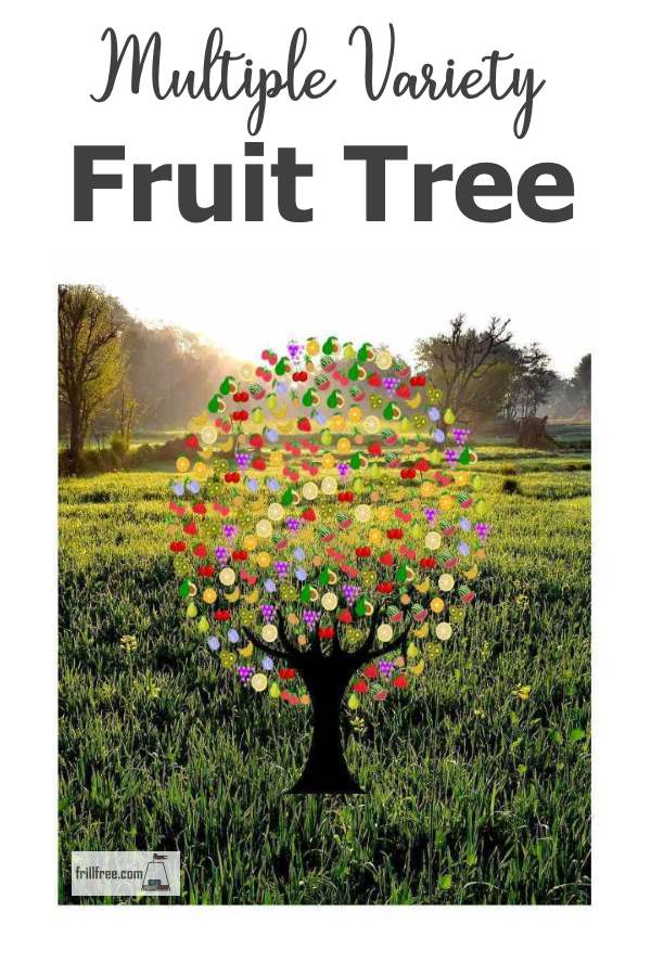 multiple-variety-fruit-tree600x900.jpg