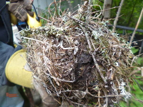 The bottom of the nest shows how it was formed on two branches