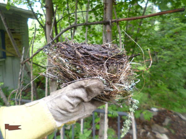 Side view of a robins nest