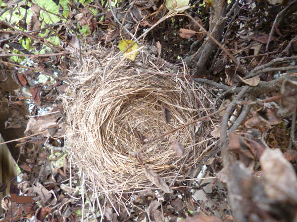 Smaller nest, unknown species