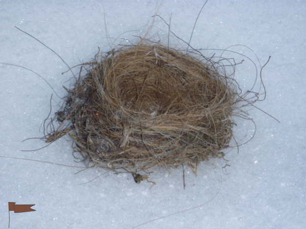 Horsehair lined birds nest