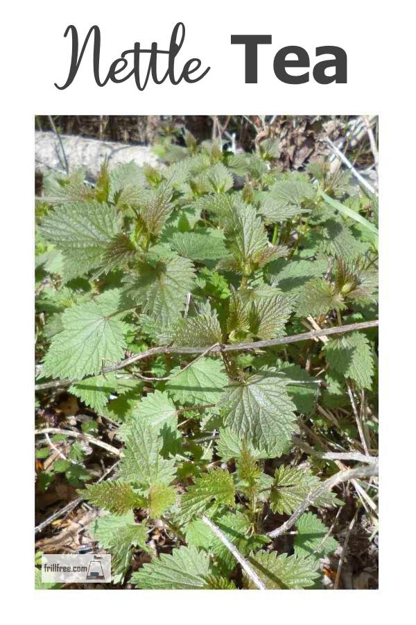 Nettle Tea