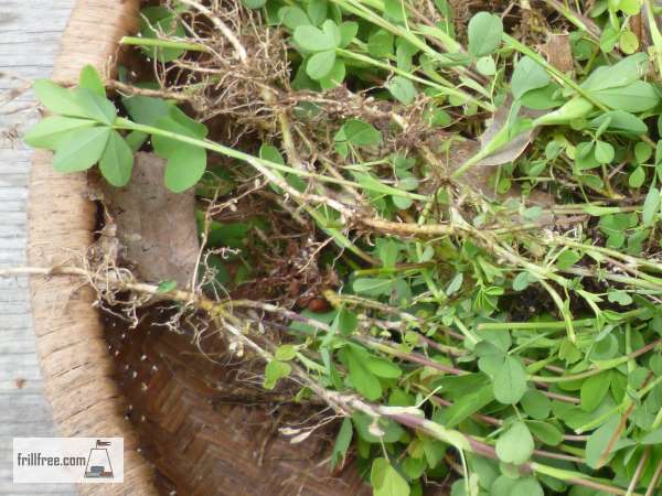 Leguminous plants collect Nitrogen