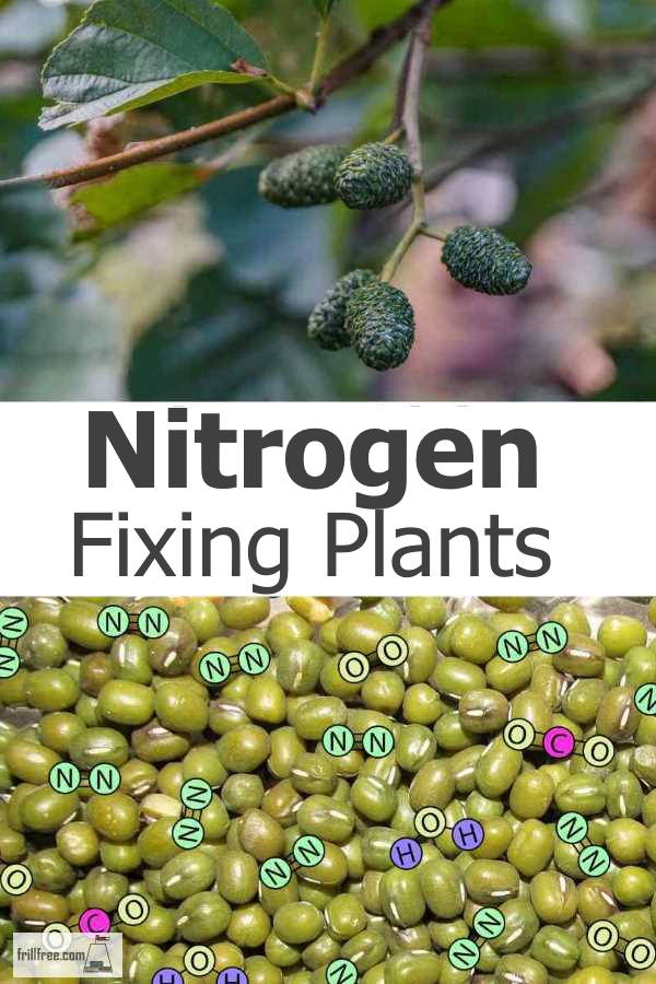 Nitrogen Fixing Plants
