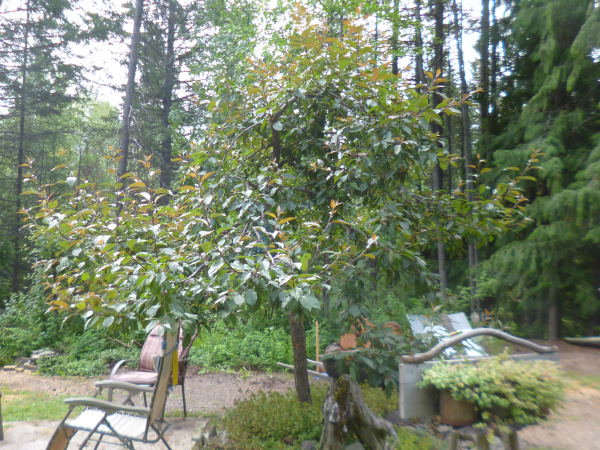 Pagoda pruned Almey flowering crab apple