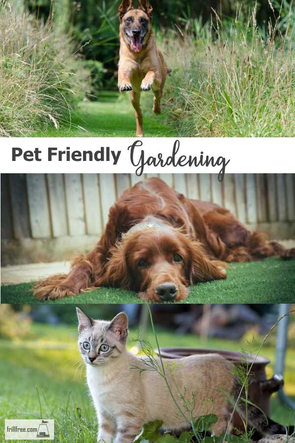 Pet Friendly Gardening