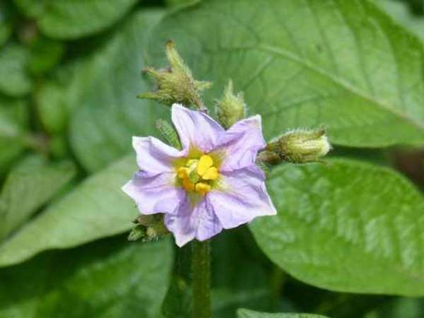 Potato Flower