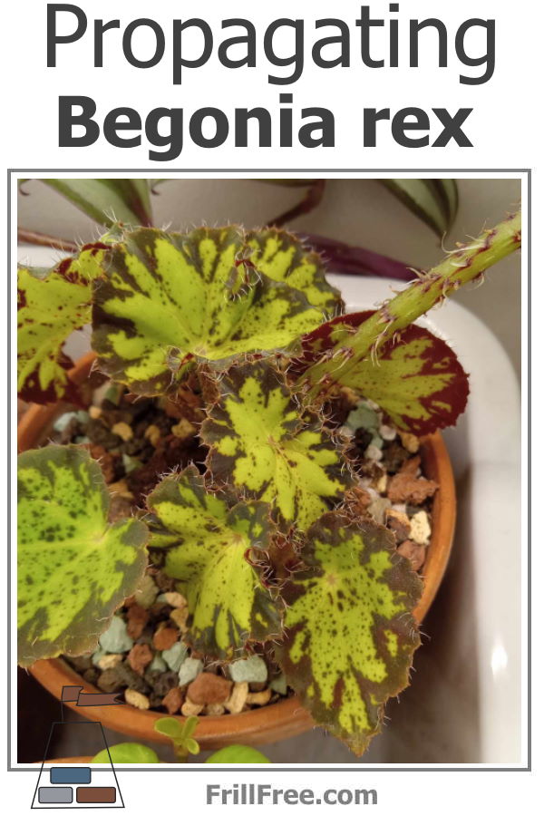 propagating-begonia-rex-600x900.jpg