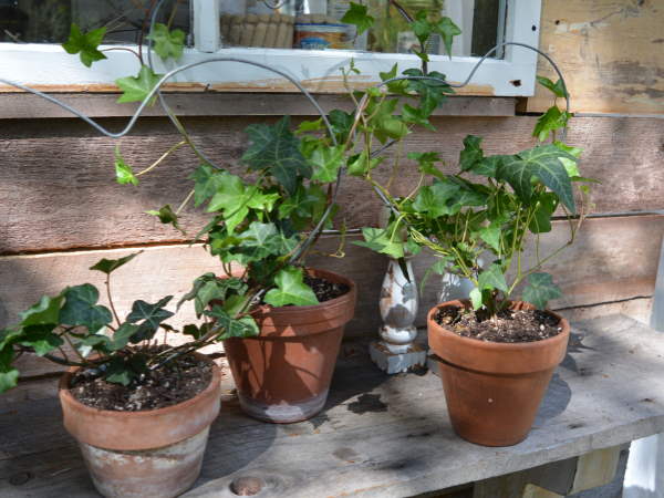 Ivy Topiary on a shaded bench