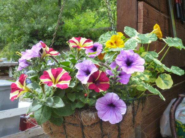 Mixed hanging basket full of flowers