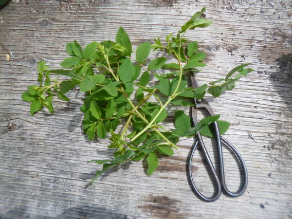 rose cuttings, ready to prepare