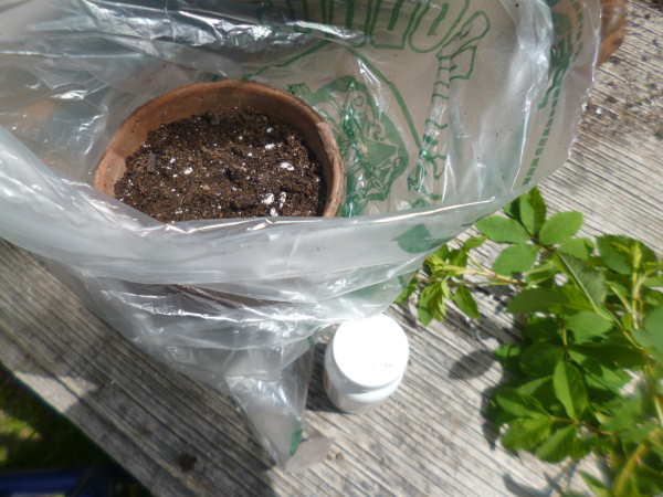 Place the pot inside the bag before sticking the cuttings