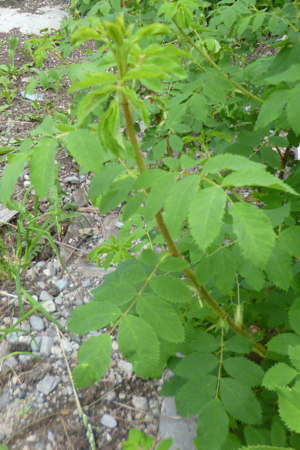 Rose cuttings to avoid