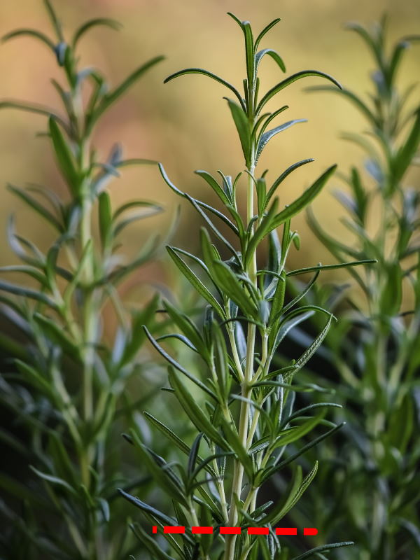 rosemary-cutting-600x800.jpg