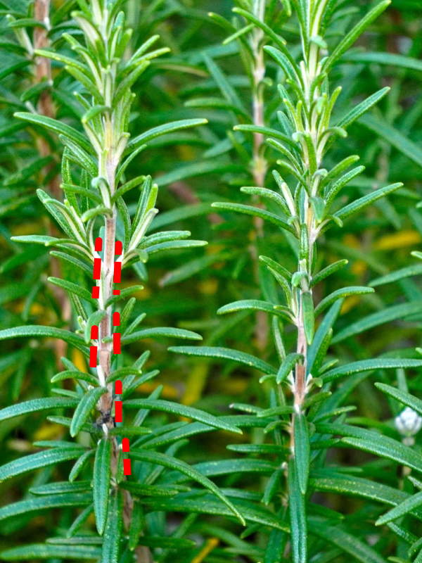 rosemary-topiary-pruning600x800.jpg