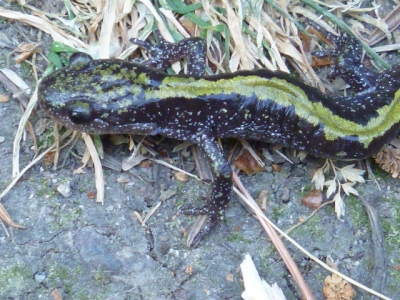 Spotted Salamander