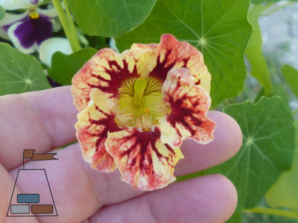 Gorgeous Nasturtium flower