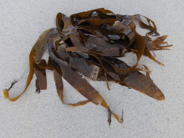 Kelp has long strands