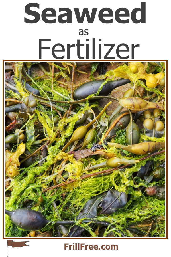 Seaweed as Fertilizer