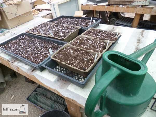 Seed planting into shallow trays
