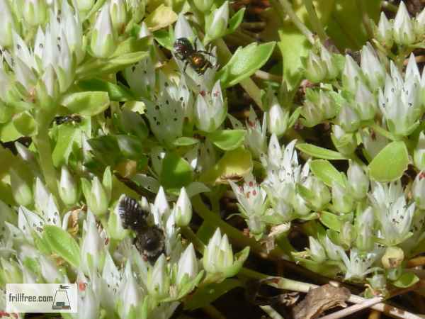 Many species of solitary bees