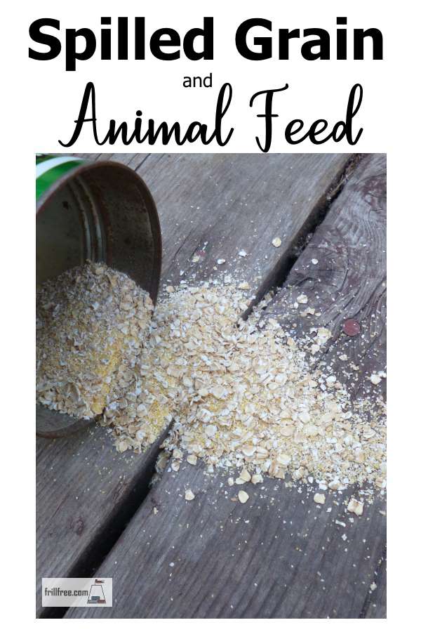 Spilled Grain and Animal Feed