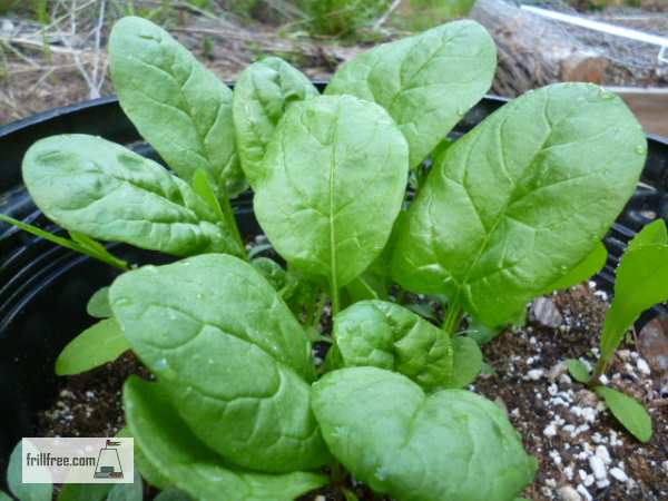 Spinach - the powerhouse of vitamins