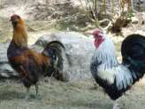 Bantam Roosters