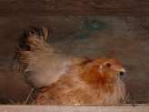 Broody Bantam Hen