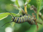 Butterfly Garden